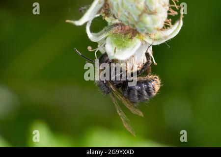 Abeille précoce (Bombus pratorum, Pyrobombus pratorum), mâle visitant une fleur de framboise, Allemagne Banque D'Images
