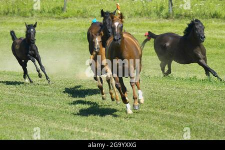 Cheval domestique (Equus przewalskii F. caballus), chevaux galopant sur pâturage, Allemagne Banque D'Images