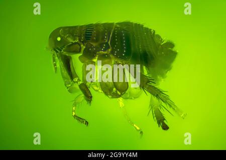 Puce de chat (Ctenocephalides felis), image de microscope, champ noir et IRM à contraste de phase (lumière UV) Banque D'Images