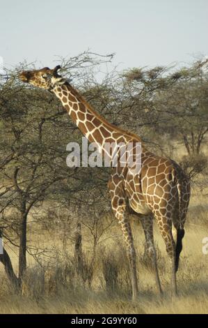 Girafe réticulée (Giraffa camelopardalis reticulata), feuilles de navigation, Tanzanie Banque D'Images