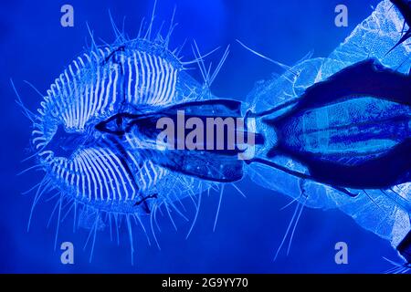 Mouche domestique (Musca domestica), parties buccales d'une mouche domestique (champ sombre, microscopie DIC, lumière UV) Banque D'Images