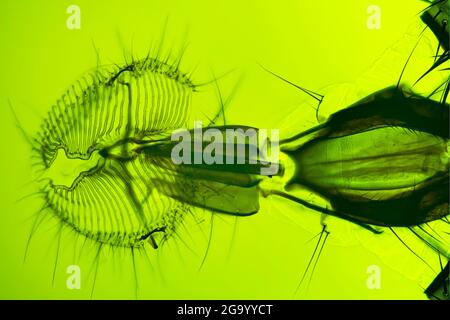 Mouche domestique (Musca domestica), parties buccales d'une mouche domestique (champ sombre, microscopie DIC, lumière UV) Banque D'Images