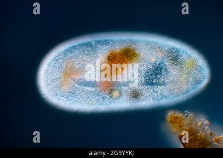 Ciliates (Frontonia spec.), les ciliates ont des algues vertes symbiontiques dans leurs vacuoles, microscopie différentielle par contraste d'interférence (DIC), Banque D'Images