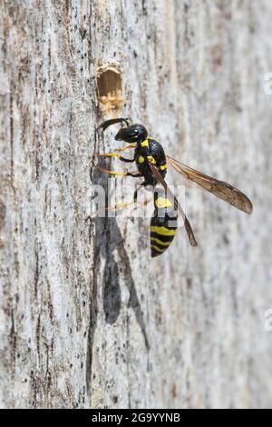 Guêpe de nidification, Figwort Mason-Wasp (Symmorphus gracilis, Symmorphus elegans), au nid, Allemagne Banque D'Images