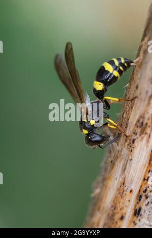 La guêpe nicheuse à tubes, Figwort Mason-Wasp (Symmorphus gracilis, Symmorphus elegans), recueille du matériel végétal à une tige pour sceller son nid, en Allemagne Banque D'Images