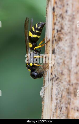 La guêpe nicheuse à tubes, Figwort Mason-Wasp (Symmorphus gracilis, Symmorphus elegans), recueille du matériel végétal à une tige pour sceller son nid, en Allemagne Banque D'Images