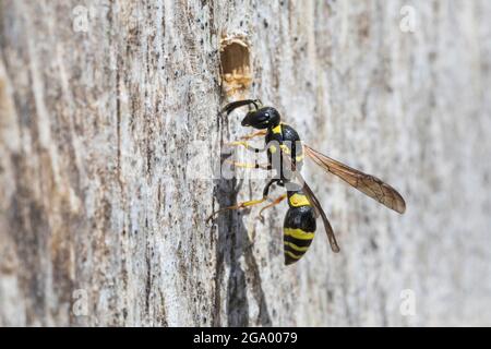 Guêpe de nidification, Figwort Mason-Wasp (Symmorphus gracilis, Symmorphus elegans), au nid, Allemagne Banque D'Images