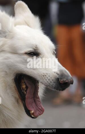 Chien domestique (Canis lupus F. familiaris), chien bâillant, portrait, Allemagne Banque D'Images
