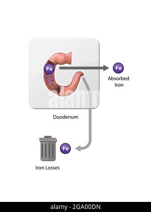 Métabolisme du fer. Du foie, de l'intestin et de la rate. Circulation, recyclage, stockage et absorption de Ferrum. Érythropoïèse. Repasser avec les globules rouges mov Banque D'Images