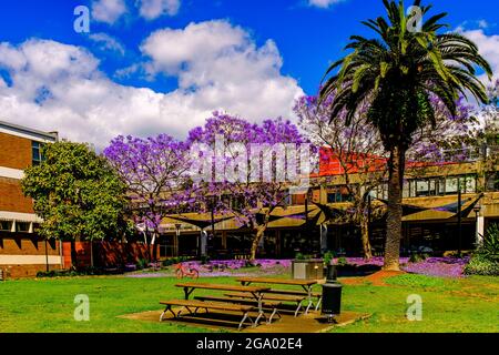 Magnifique fleur de jacaranda bleue à Sydney Banque D'Images