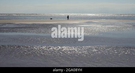 Un chien promeneur sur la plage de Dawlish Warren à marée basse. Banque D'Images