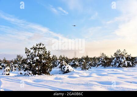 L'hélicoptère dans le ciel survole la forêt pendant une opération de recherche. Vue sur les pins dans la forêt enneigée après une chute de neige à l'arrière Banque D'Images