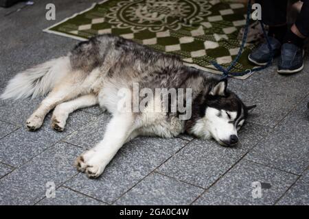 Husky se napper sur un pont Banque D'Images