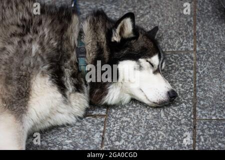Husky se napper sur un pont Banque D'Images