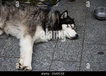 Husky se napper sur un pont Banque D'Images