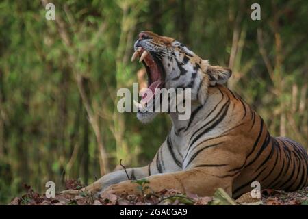 Tigre de małe bâillant du parc national de Bandhavgarh Banque D'Images