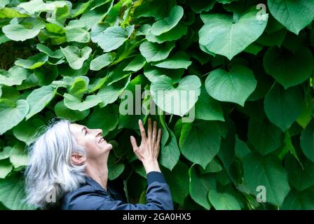 Une femme aux cheveux gris tient sur un mur de feuilles, regarde et rit. Banque D'Images