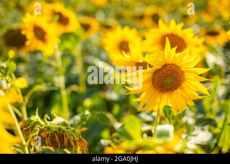 Champ de fleurs de tournesol en été en République tchèque Banque D'Images