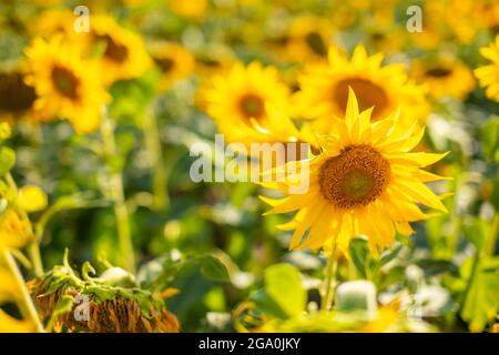 Champ de fleurs de tournesol en été en République tchèque Banque D'Images