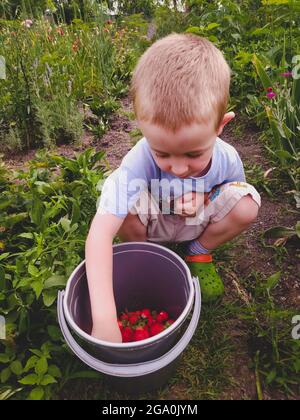 Garçon dans le jardin regardant les fraises fraîchement cueillies dans un seau Banque D'Images