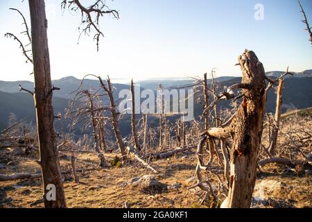 Paysage de vallée avec des arbres secs bruns sans feuilles avec des racines sortant du sol Banque D'Images