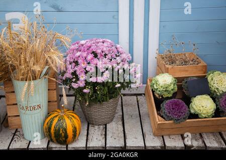 Composition automnale de citrouille orange, épillets et chrysanthèmes en pots, chou ornemental pour la décoration de la façade de la maison. Belle rade Banque D'Images