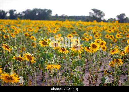 Champ de fleurs de tournesol en été en République tchèque Banque D'Images