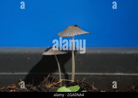 Champignons hallucinogènes magiques dans un pot de fleurs. Champignons de tabouret dans le substrat Banque D'Images