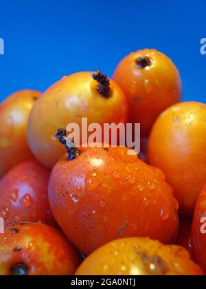 Jacote ou Hog Plum (Spondias purpurea), fruits tropicaux Banque D'Images