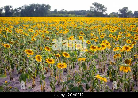 Champ de fleurs de tournesol en été en République tchèque Banque D'Images