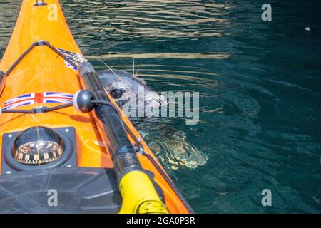 Une rencontre étroite avec un phoque gris tout en kayak de mer au large de la côte de , au nord du pays de Galles, au Royaume-Uni Banque D'Images