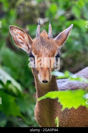 Vue frontale d'un dik-dik de Kirk (Madoqua kirkii) Banque D'Images