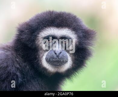 Vue rapprochée d'un gibbon de lar foncé (Hylobates lar) Banque D'Images