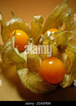 Fruits de la baie de Cape, de la baie d'or ou de la physalis (Physalis peruviana) Banque D'Images