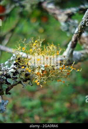 Lichen jaune sur branche sèche. Golden Shield Lichen (Xanthoria parietina) Banque D'Images