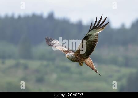 Red Kite (Milvus milvus) volant à Bellymack Hill Farm Red Kite Feeding Station à Dumfries et Galloway, Écosse, Royaume-Uni Banque D'Images