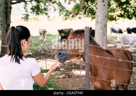 La fille nourrit des carottes au cheval à travers la clôture dans le pâturage. Vue arrière Banque D'Images