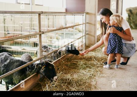 Maman avec une petite fille nourrir les moutons avec des carottes à la ferme Banque D'Images