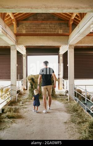 Papa et une petite fille marchent la ferme après les clôtures de moutons Banque D'Images