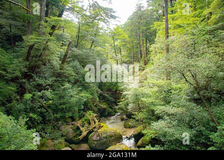 Ruisseau de rivière le long de cèdres dans la forêt de l'île de Yakushima, préfecture de Kagoshima, Japon Banque D'Images