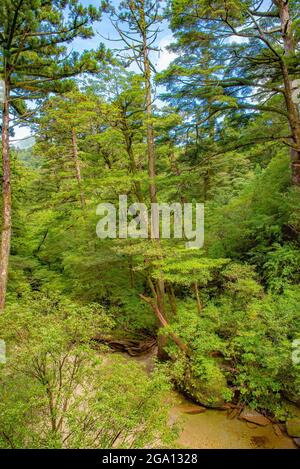 Ruisseau de rivière le long de cèdres dans la forêt de l'île de Yakushima, préfecture de Kagoshima, Japon Banque D'Images