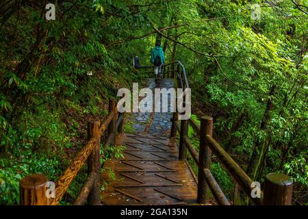 Pont en bois le long de cèdres dans la forêt de l'île de Yakushima, préfecture de Kagoshima, Japon Banque D'Images