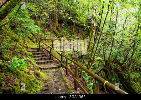 Pont en bois le long de cèdres dans la forêt de l'île de Yakushima, préfecture de Kagoshima, Japon Banque D'Images