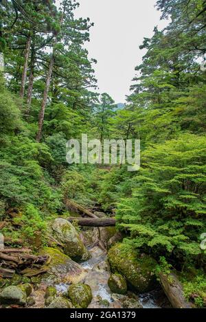 Ruisseau de rivière le long de cèdres dans la forêt de l'île de Yakushima, préfecture de Kagoshima, Japon Banque D'Images