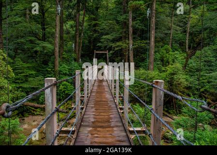 Pont en bois le long de cèdres dans la forêt de l'île de Yakushima, préfecture de Kagoshima, Japon Banque D'Images