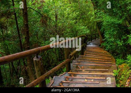 Pont en bois le long de cèdres dans la forêt de l'île de Yakushima, préfecture de Kagoshima, Japon Banque D'Images