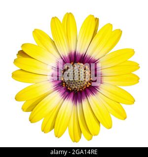 Fleur jaune arctotis avec centre violet isolé sur fond blanc, gros plan Banque D'Images