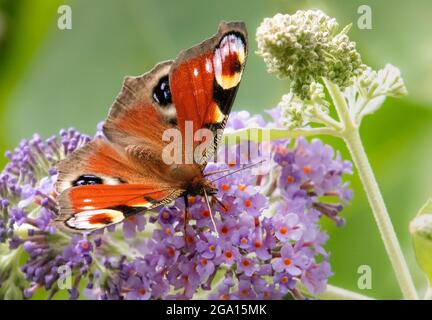 Peacock Butterfly, Alais io, Peacock Butterfly européen, perché sur Buddleja dans un jardin britannique Banque D'Images