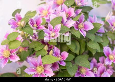 Gros plan de fleurs de clematis violets Banque D'Images