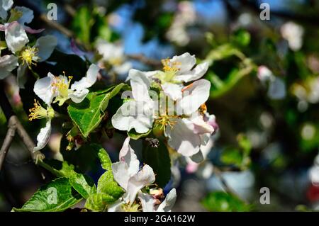 Fleur blanche en fleurs dans un jour de printemps. Ressort. Banque D'Images